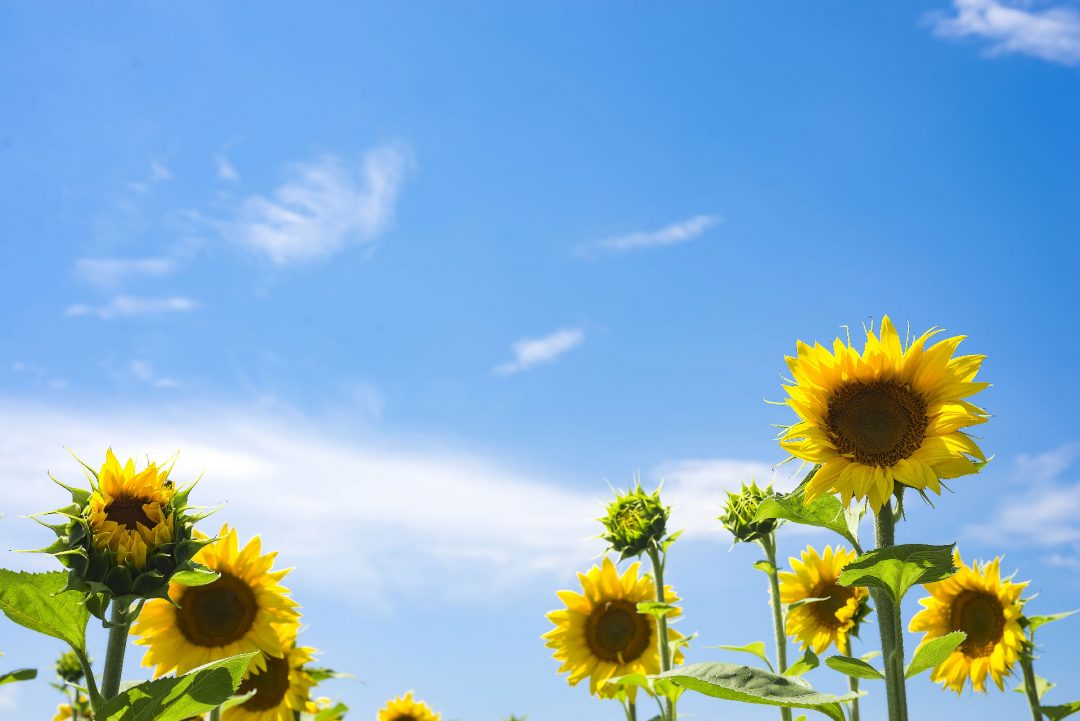 tournesol-fleurs-sophro